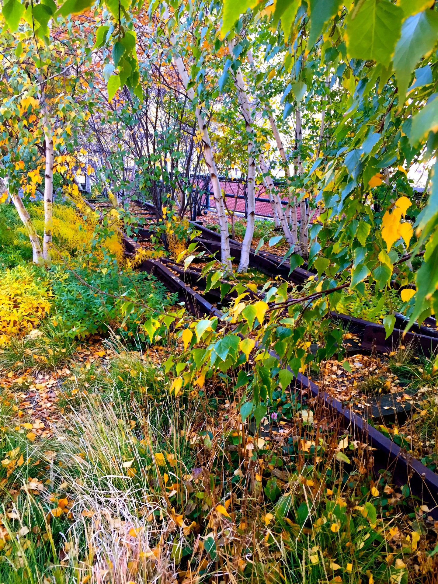A glimpse of the Highline in Manhattan.