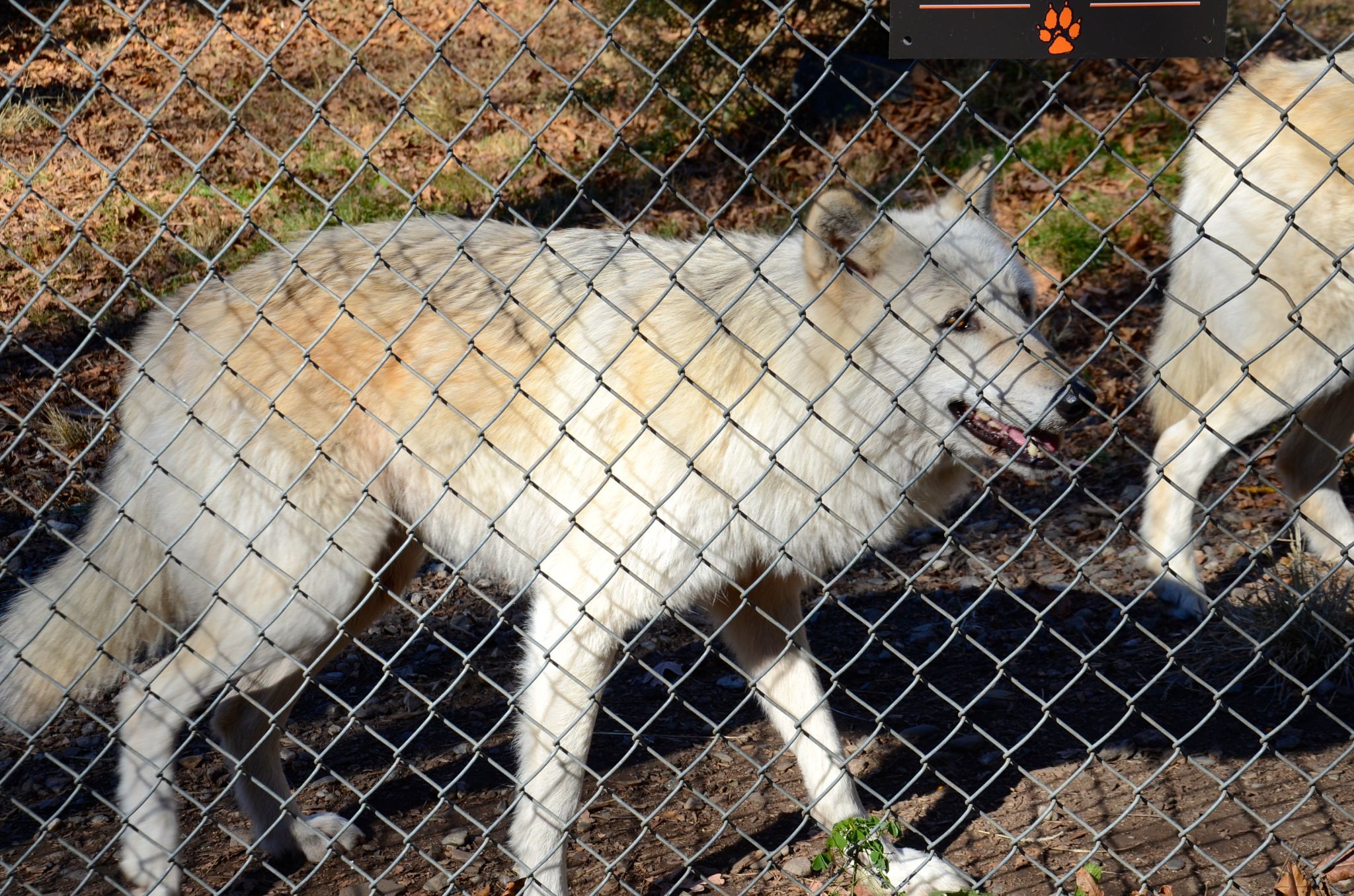 wolf-conservation-center-DSC_5363