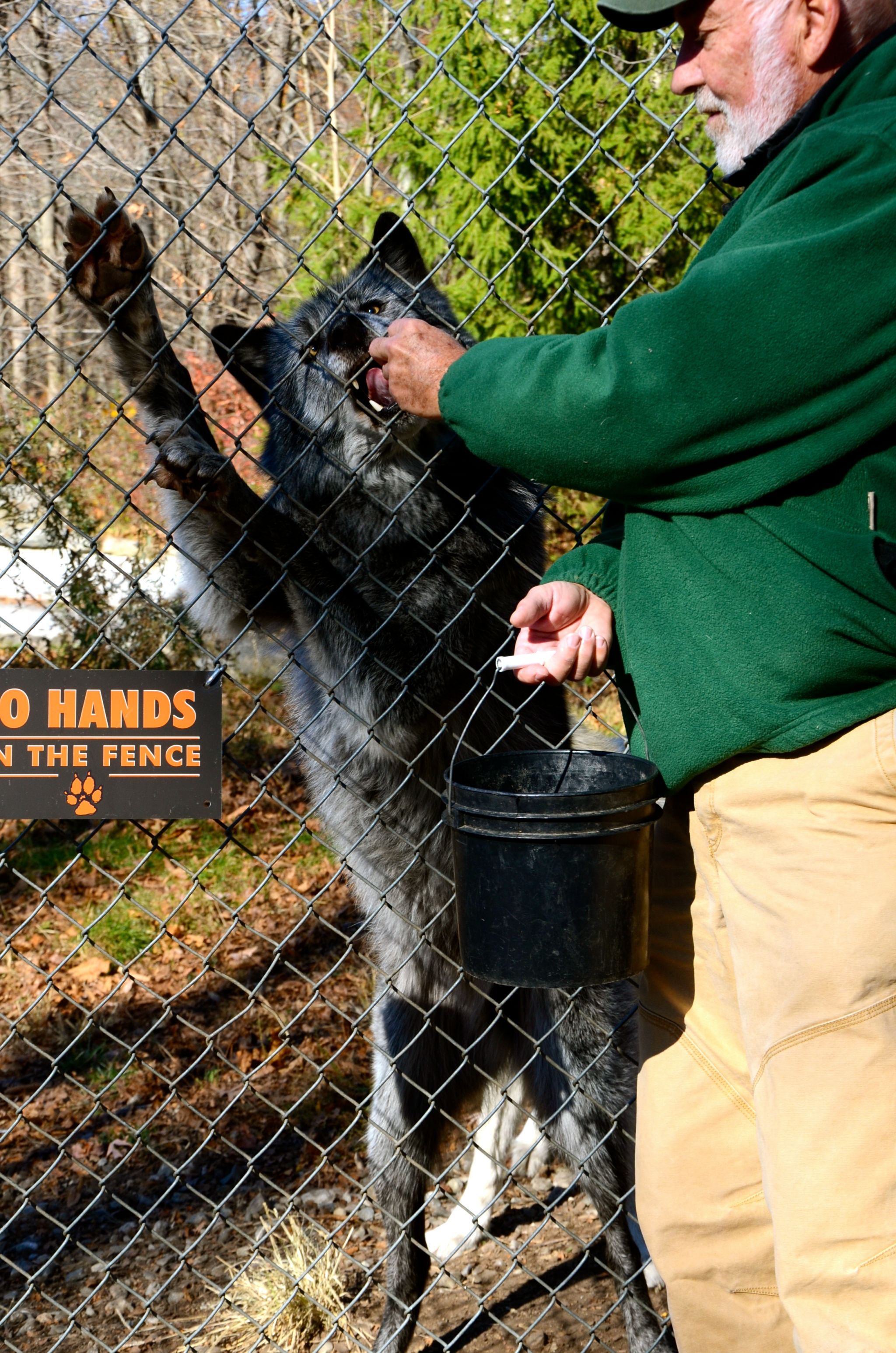 wolf-conservation-center-DSC_5367