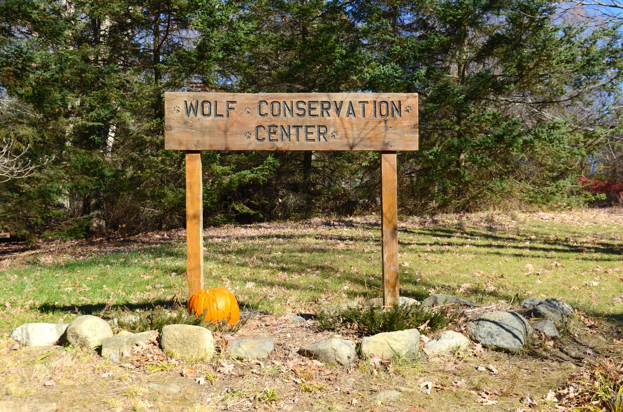 wolf-conservation-center-DSC_5380