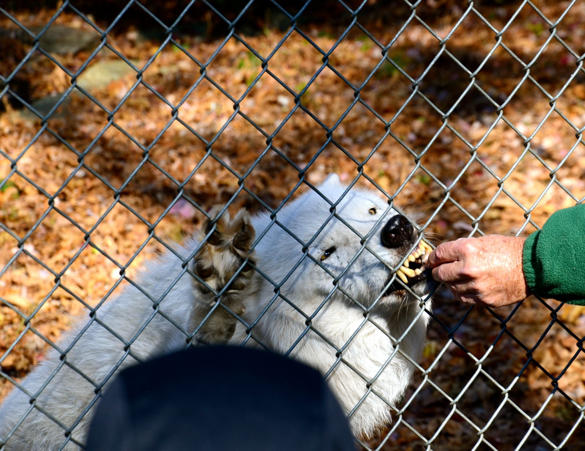 Meet the Wolves: Wolf Conservation Center in South Salem, NY