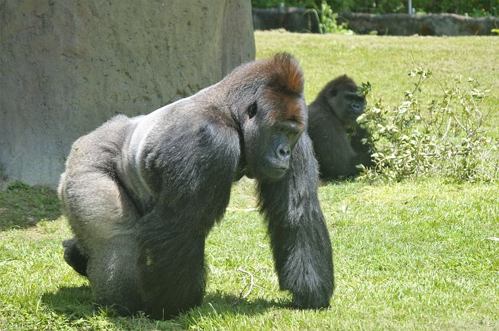 Exploring the Miami Zoo with gorillas