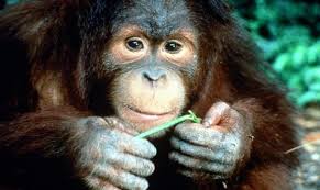 Miami kids monkey jungle