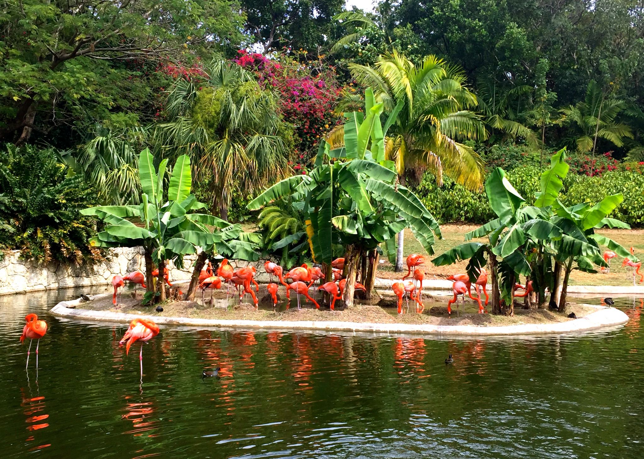 Family activities in Miami includes seeing the flamingos at Jungle Island