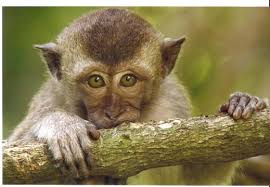 Miami kids Monkey Jungle