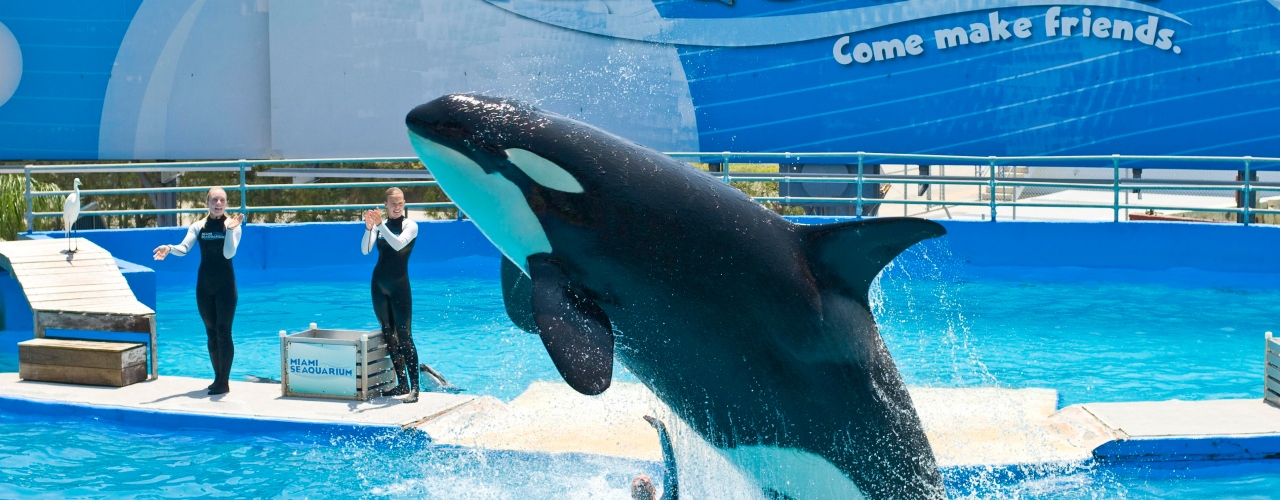 Miami kids Seaquarium
