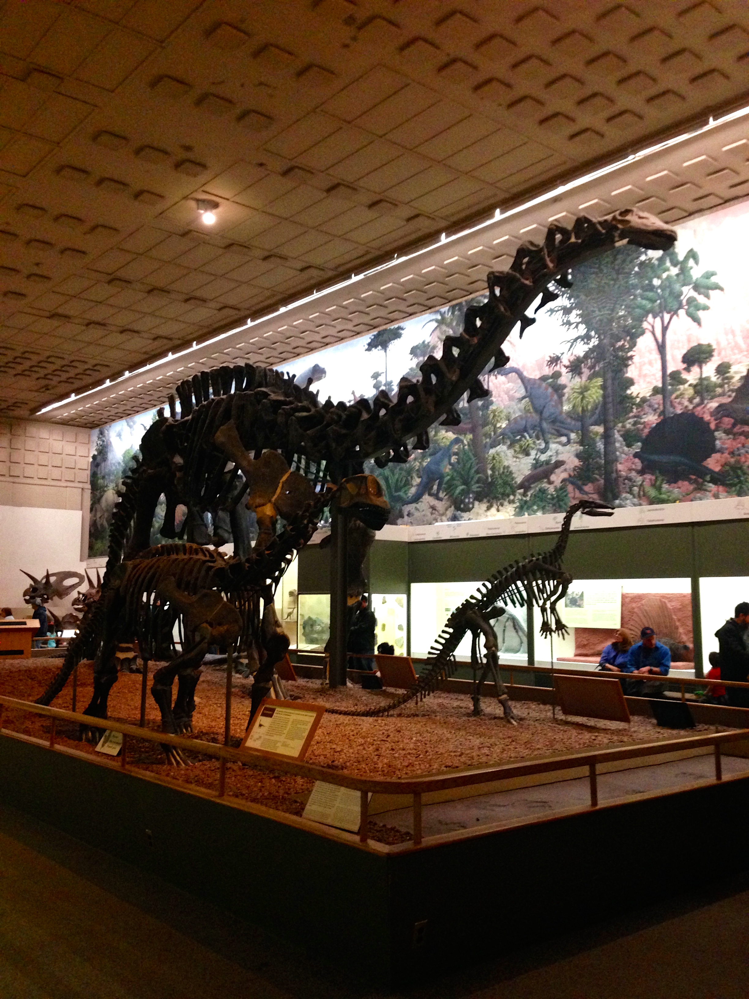 Museum of Natural History – in CT