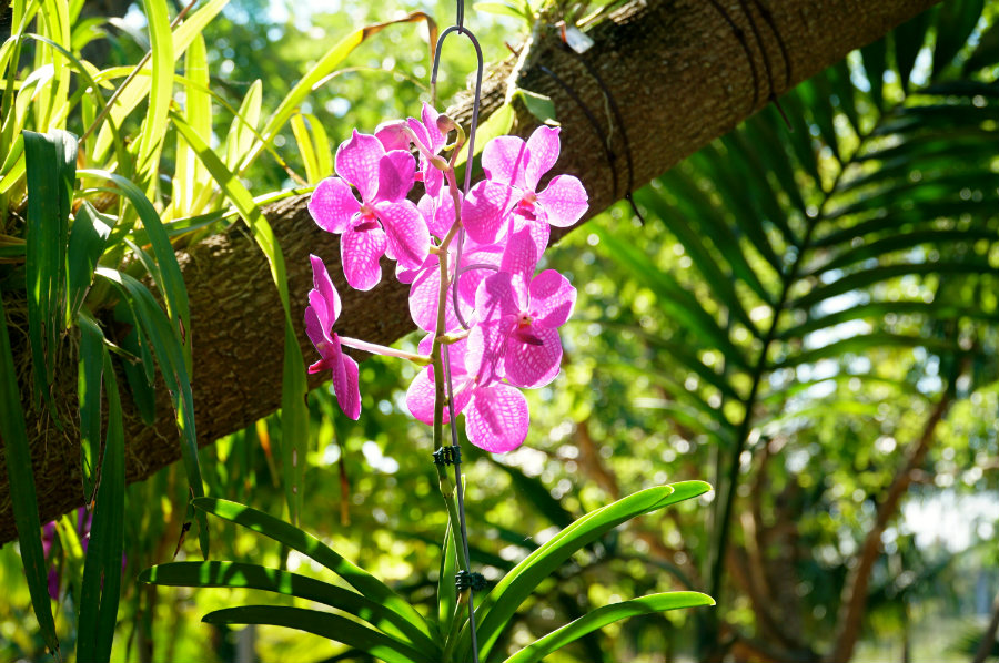 Flower viewing at the Naples Botanical Garden