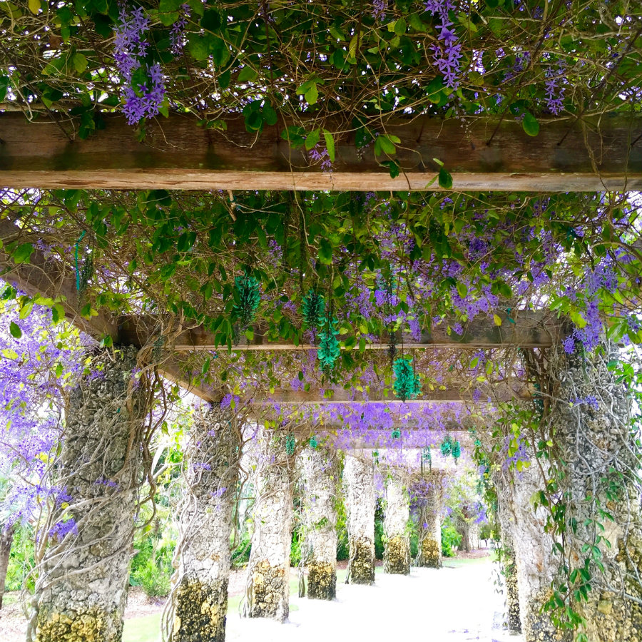 Tunnel of lilacs at the Naples Botanical Garden
