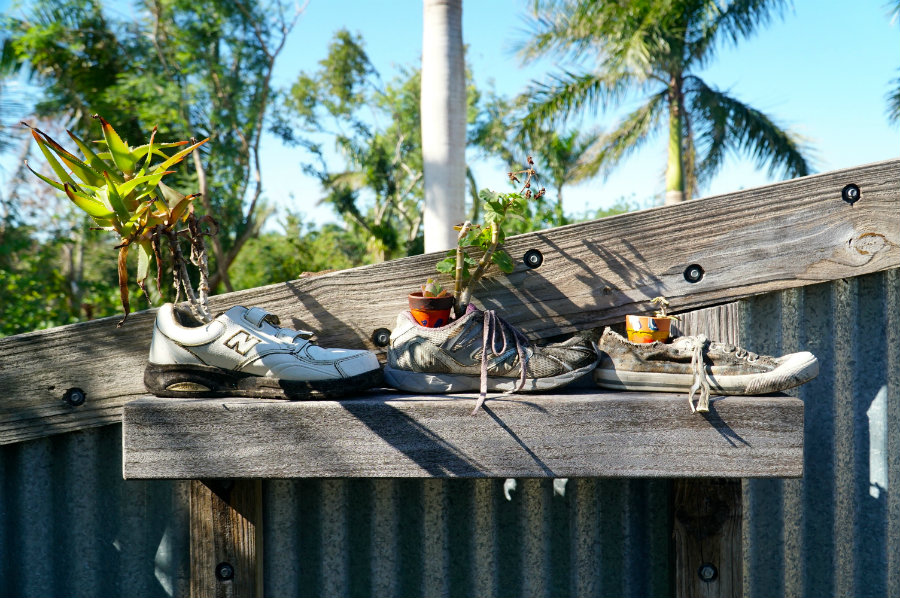 Shoe plants at the Naples Botanical Garden