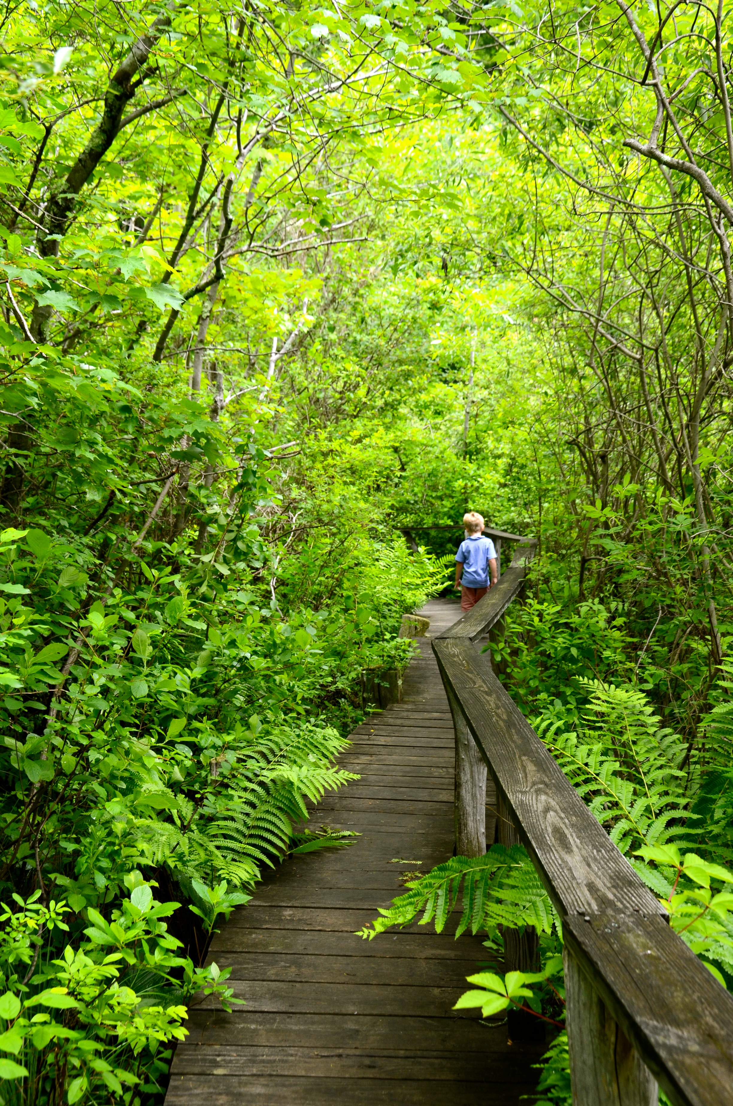 Why We Love the Greenwich Audubon