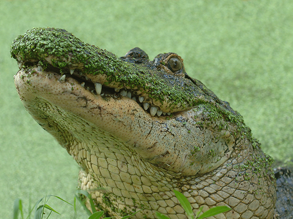 The zoo in New Orleans is one of the best zoos in the country.