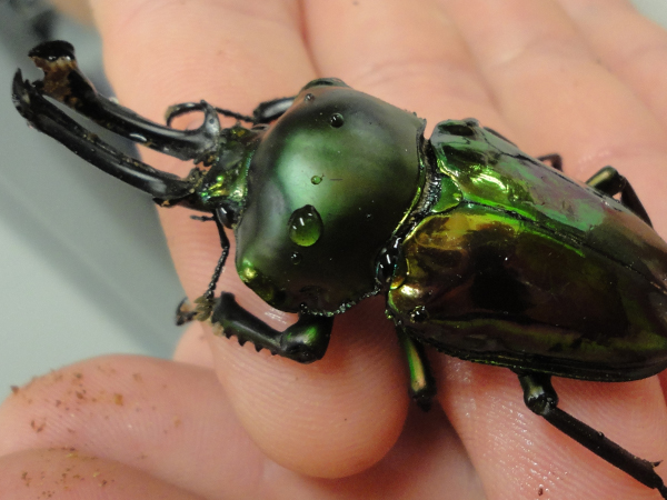 The Insectarium in New Orleans