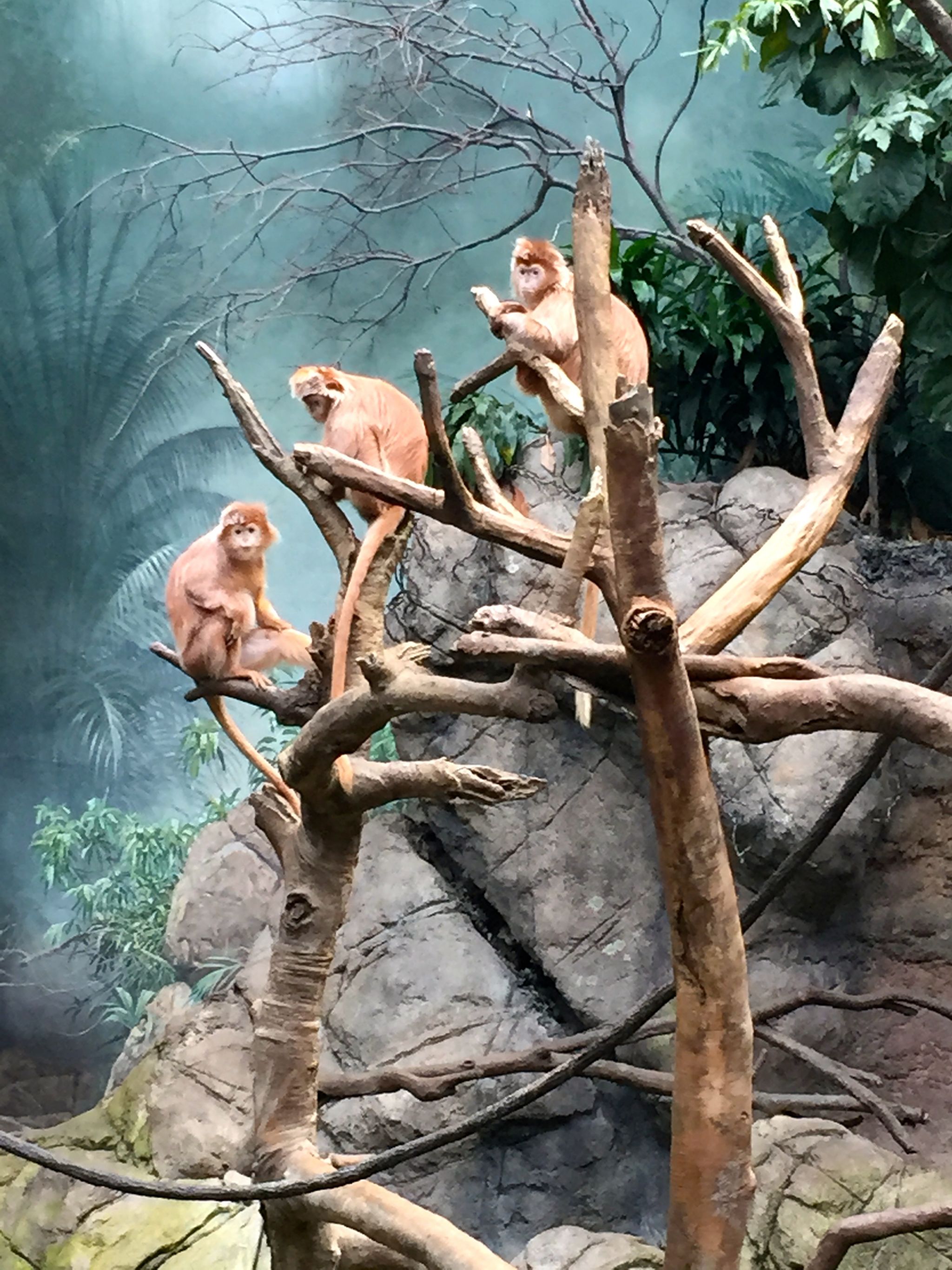 Taking an up close look at monkeys at the Bronx Zoo for a family afternoon out. The most famous attraction in the Bronx.