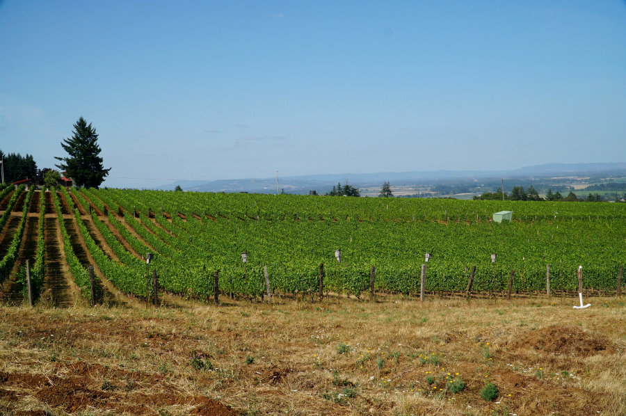 Wine tasting in the Willamette Valley