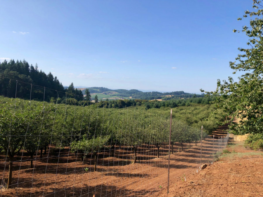 Oregon wine country in Willamette Valley