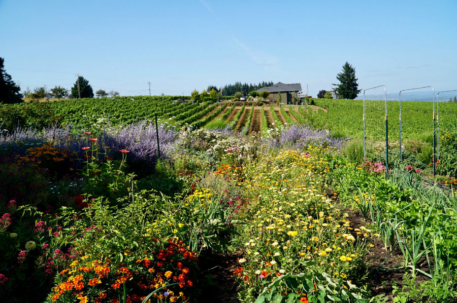 Oregon Wine Country – Guide to America’s “Other” Wine Region