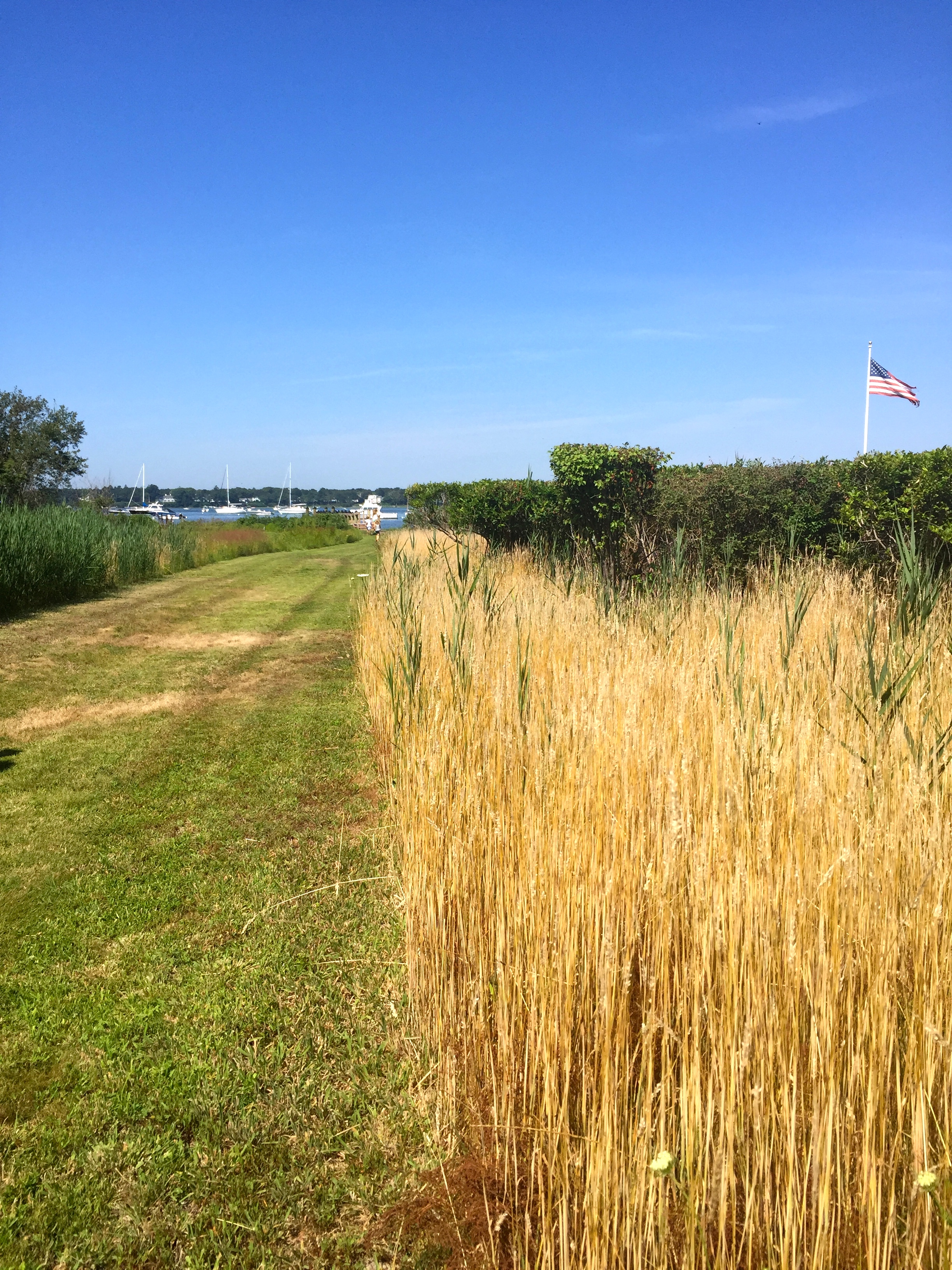 Walking to the Eel River in Osterville, MA.