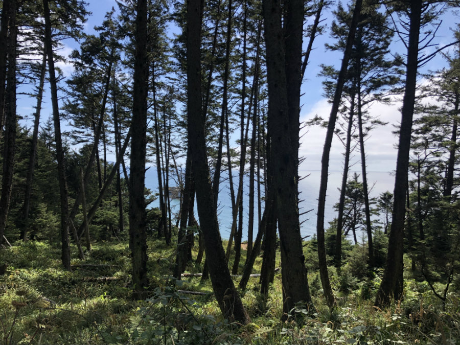 Driving through the rainforest of Ecola State Park.