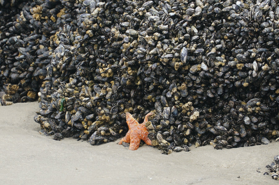 Spotting a starfish at Haystack Rock in Cannon Beach