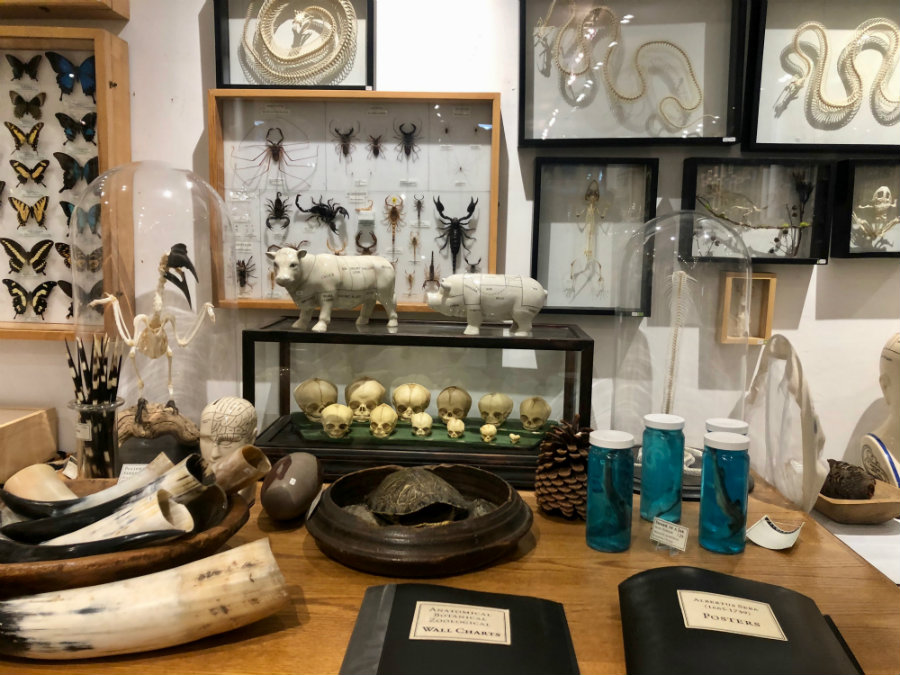Things to do in Greenwich Village in the winter with kids, the Evolution Store
