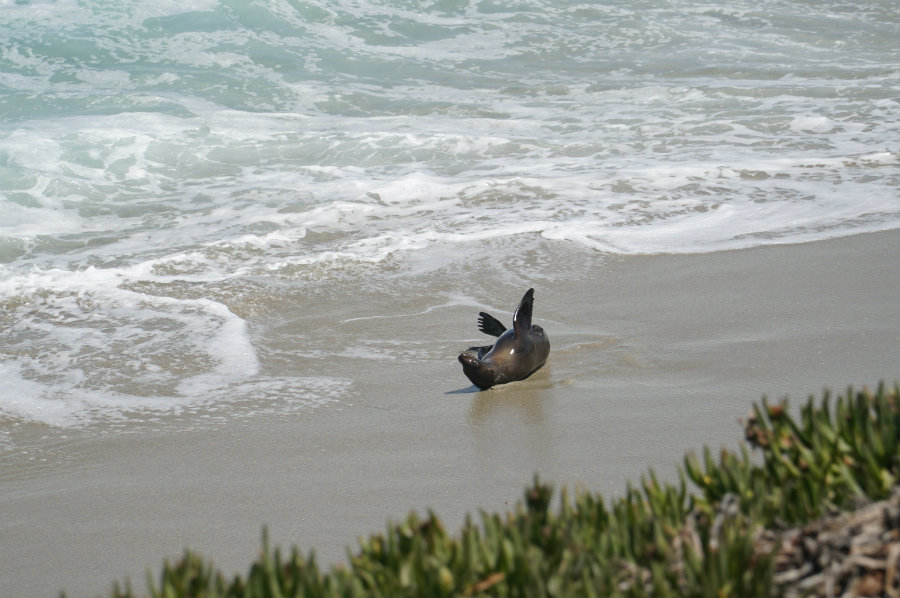 Seal watching in La Jolla, CA
