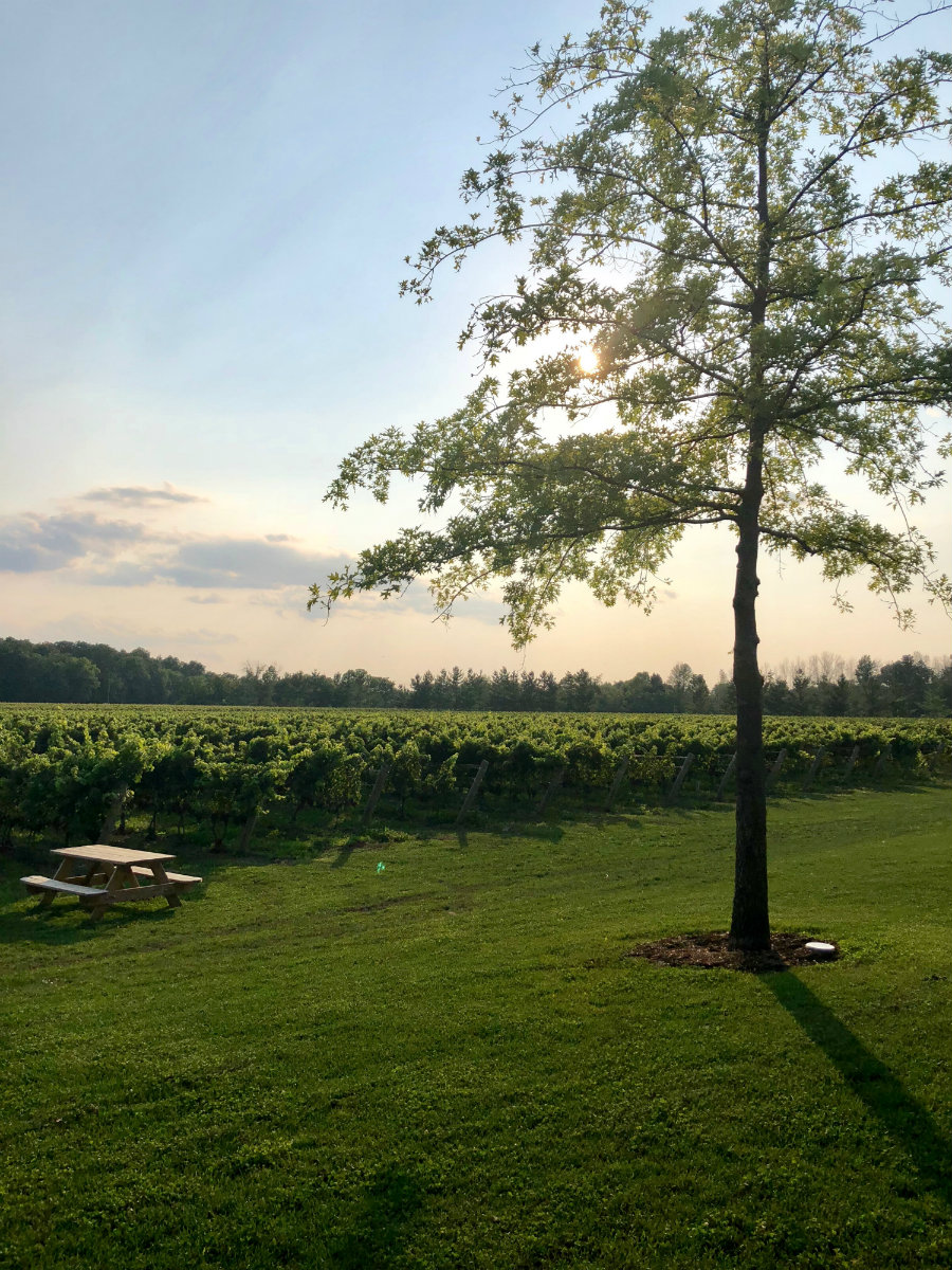 Thee-Sisters-vineyard-Niagara-on-the-lake
