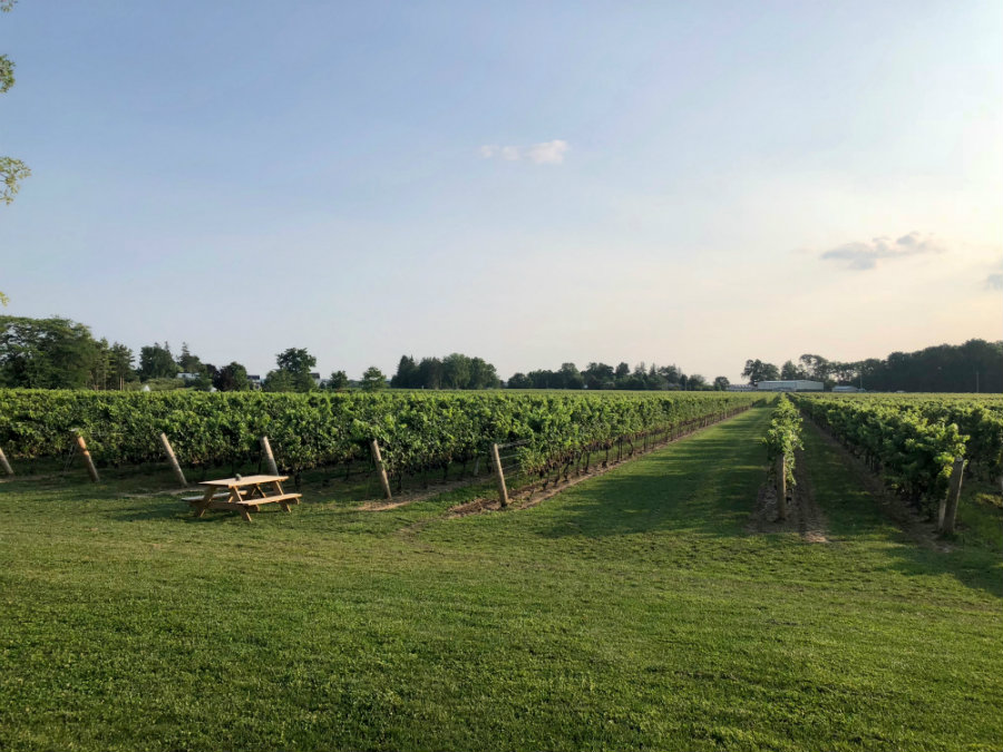 A visit to Two Sisters wine vineyard in Niagara-on-the-Lake
