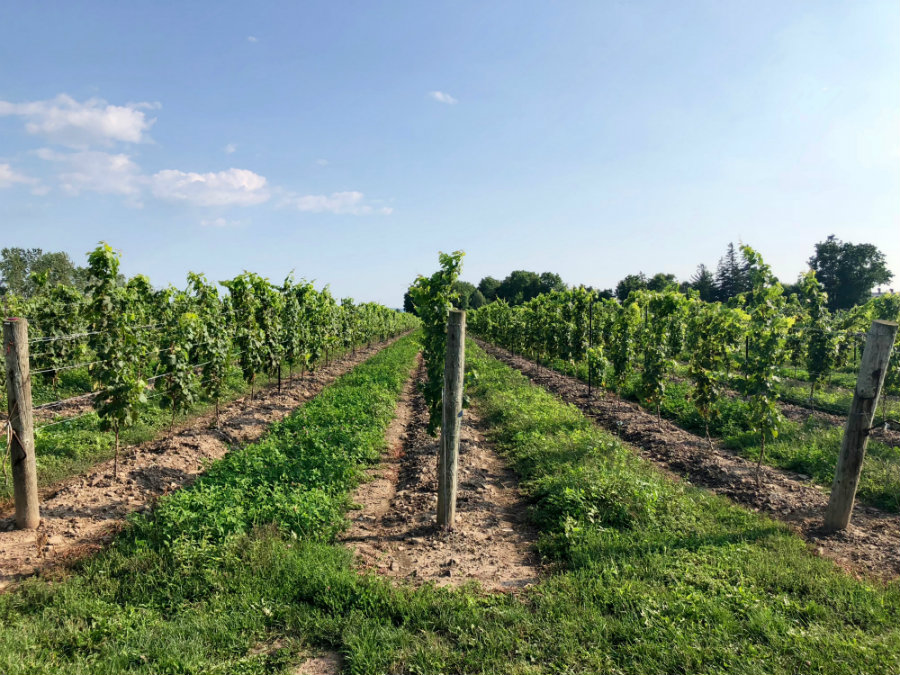The wine vineyard at Pellar Estate in Niagara-on-the-Lake