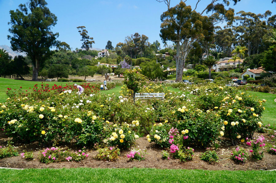 The roses of the Old Mission Santa Barbara