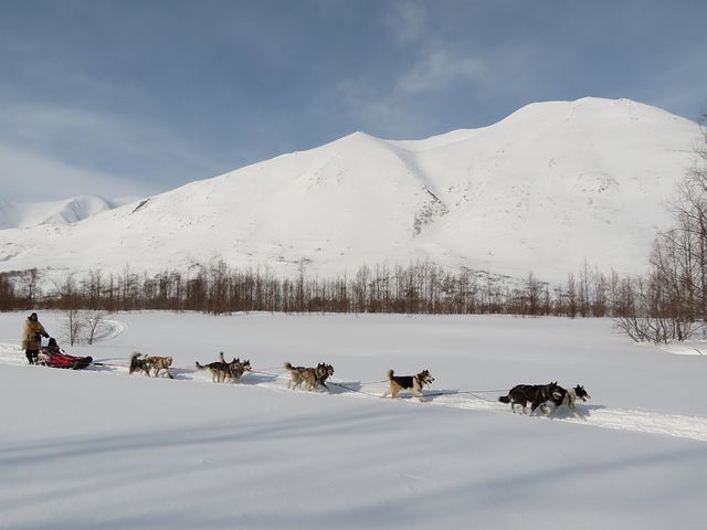 Dog sledding is one of the activities to do in Steamboat Springs, CO besides skiing