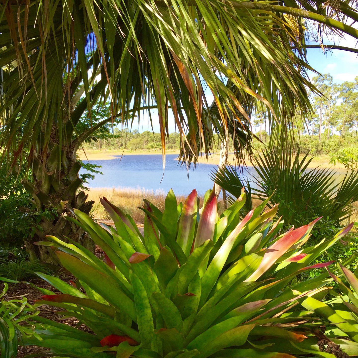 Exploring the exotic Naples Botanical garden in Florida.