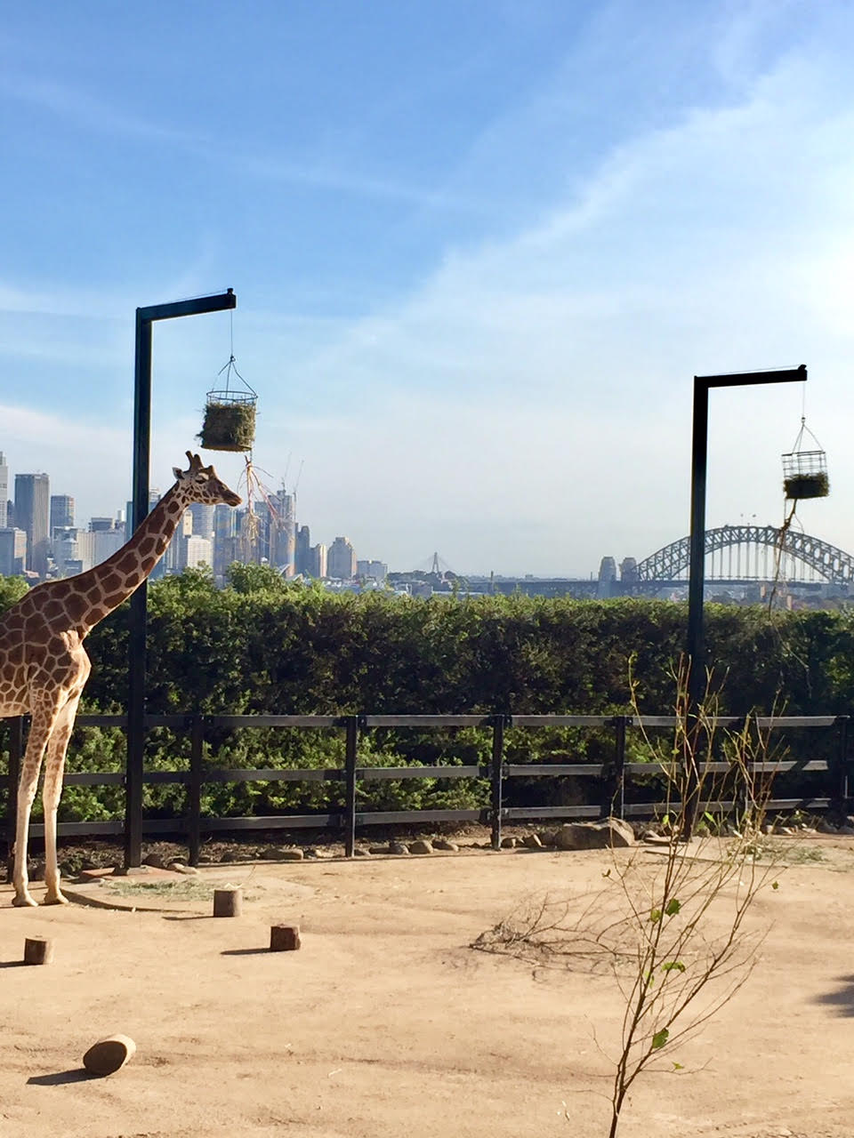Taronga-zoo-Australia-