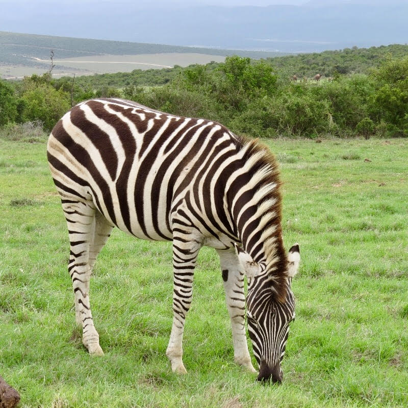 Zebra watching at safari in South Africa
