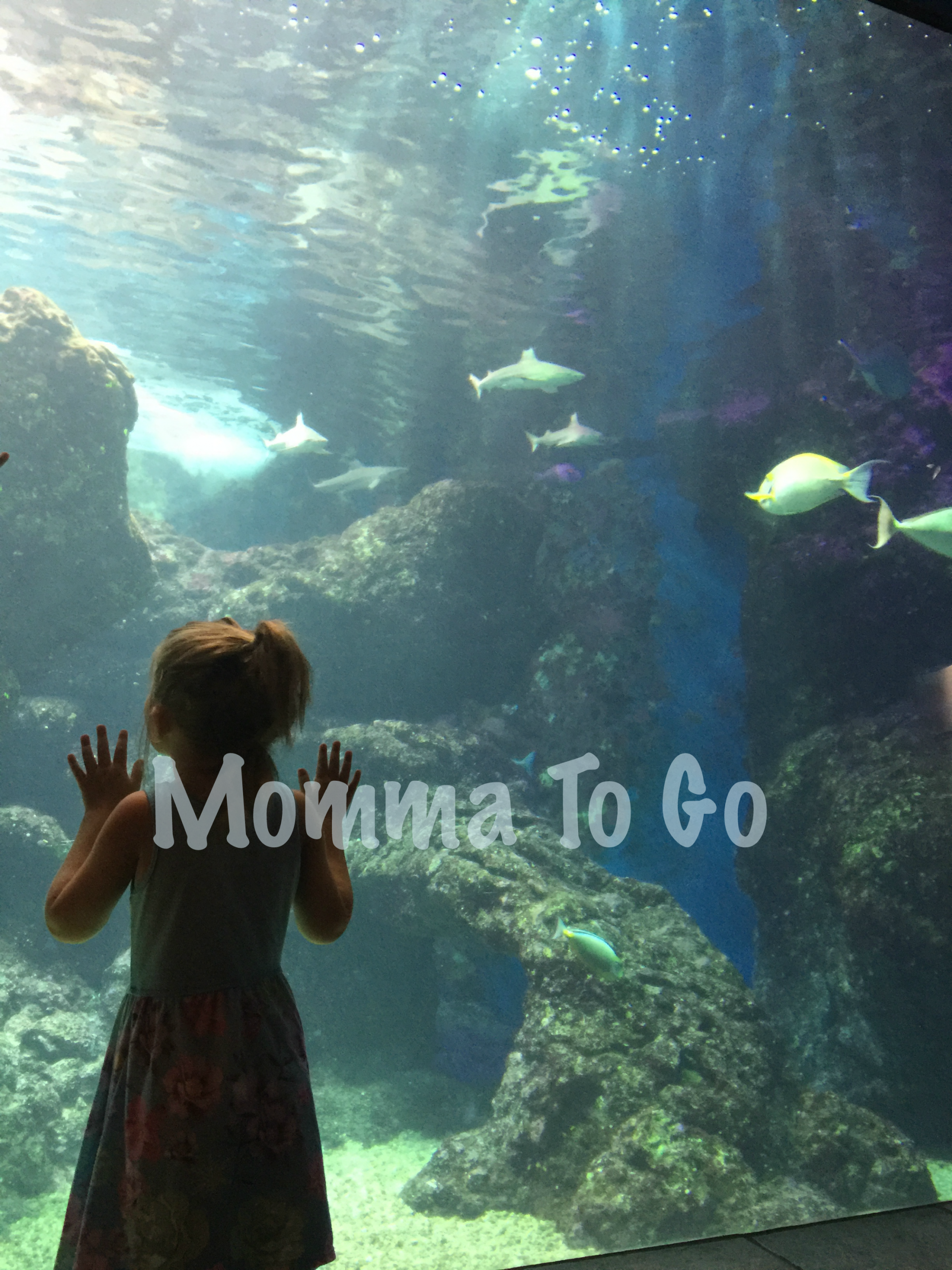 Looking into the aquarium in Hawaii.
