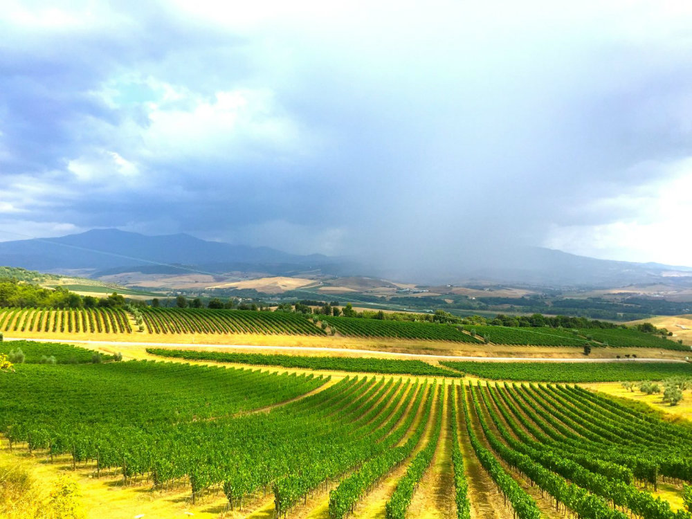 View of the vineyards at Tuscan winery Banfi