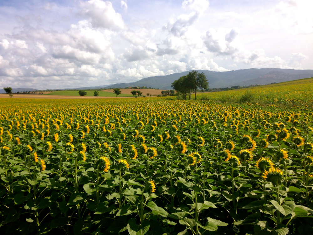 Sunflower fields in Tuscany