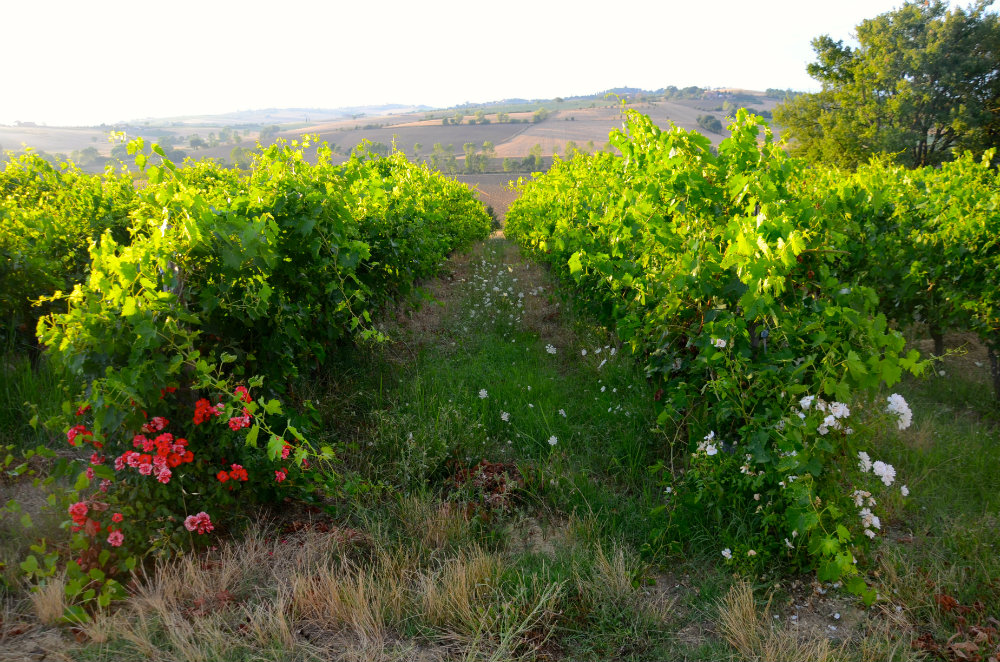 Wine tasting with kids in Tuscany