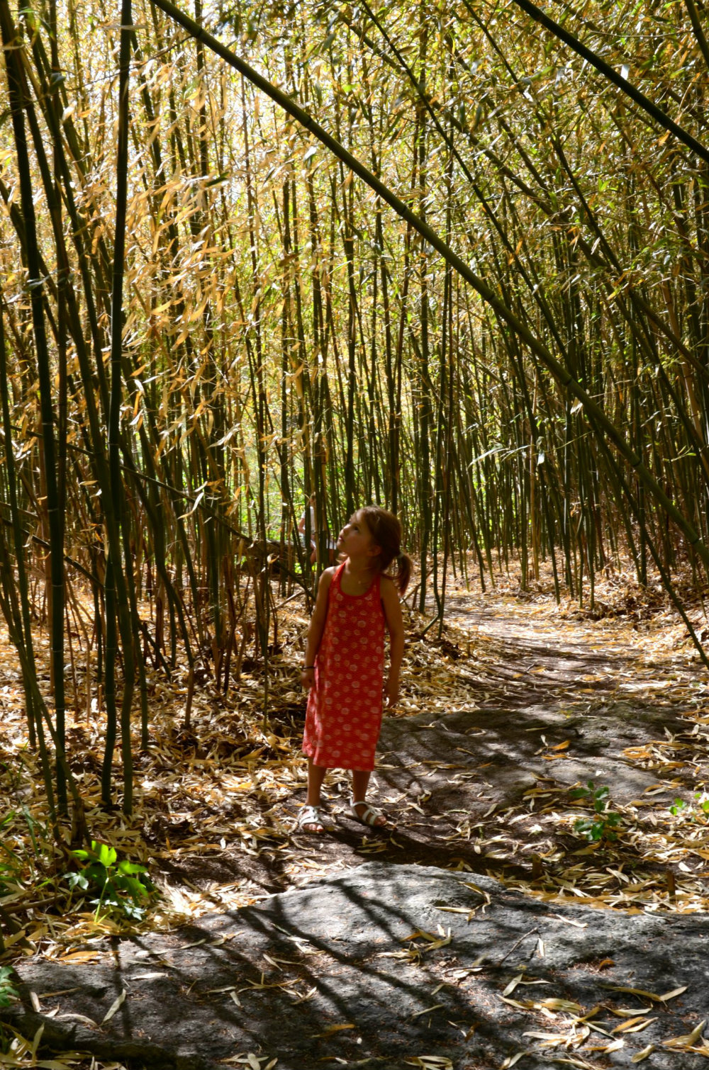 Walking through a bamboo forest in Cold Spring, NY.