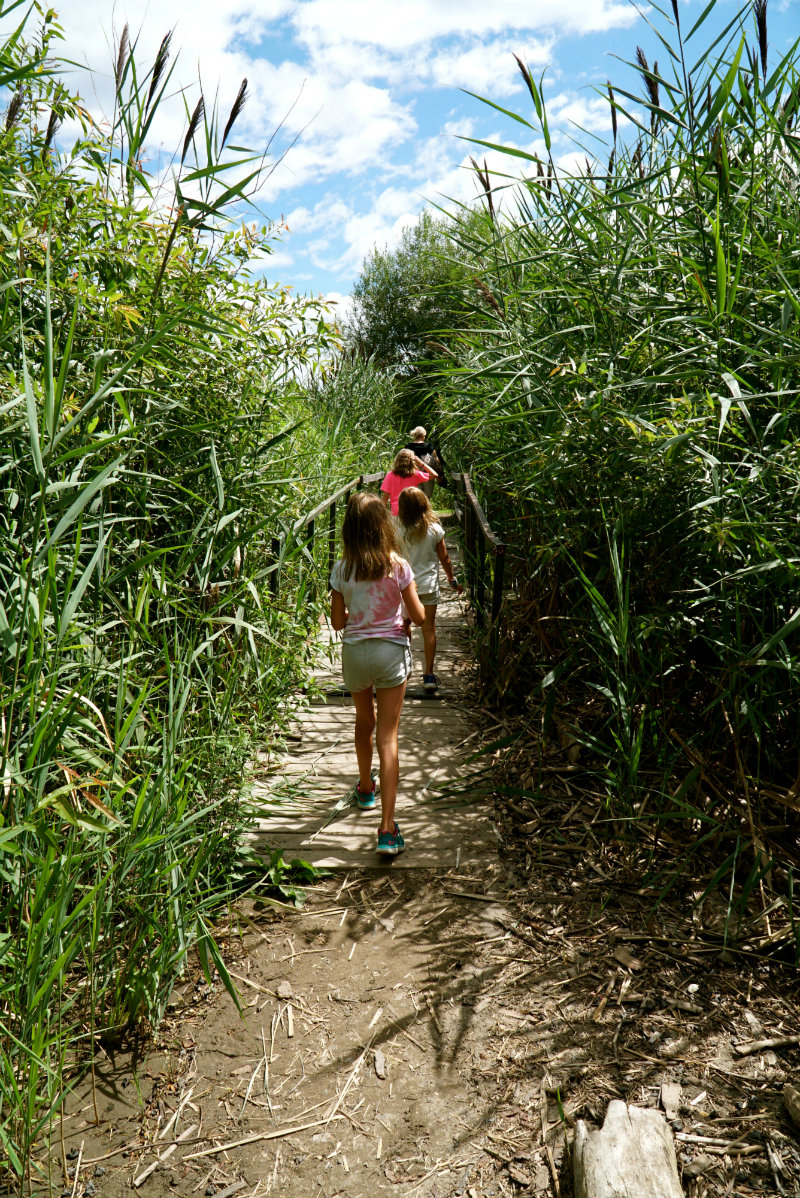 Saugerties-nature-walk-