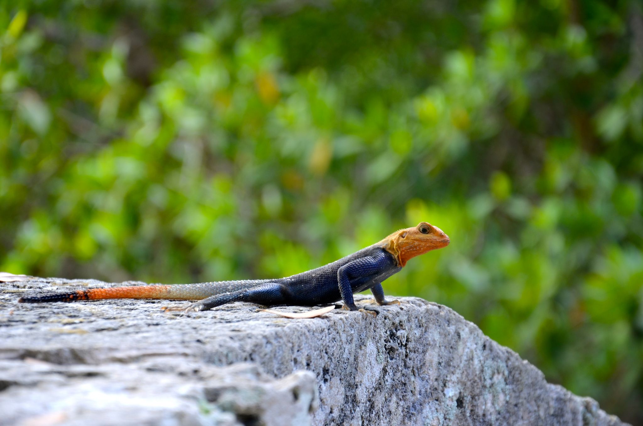 lizard-vizcaya-miami-DSC_5565