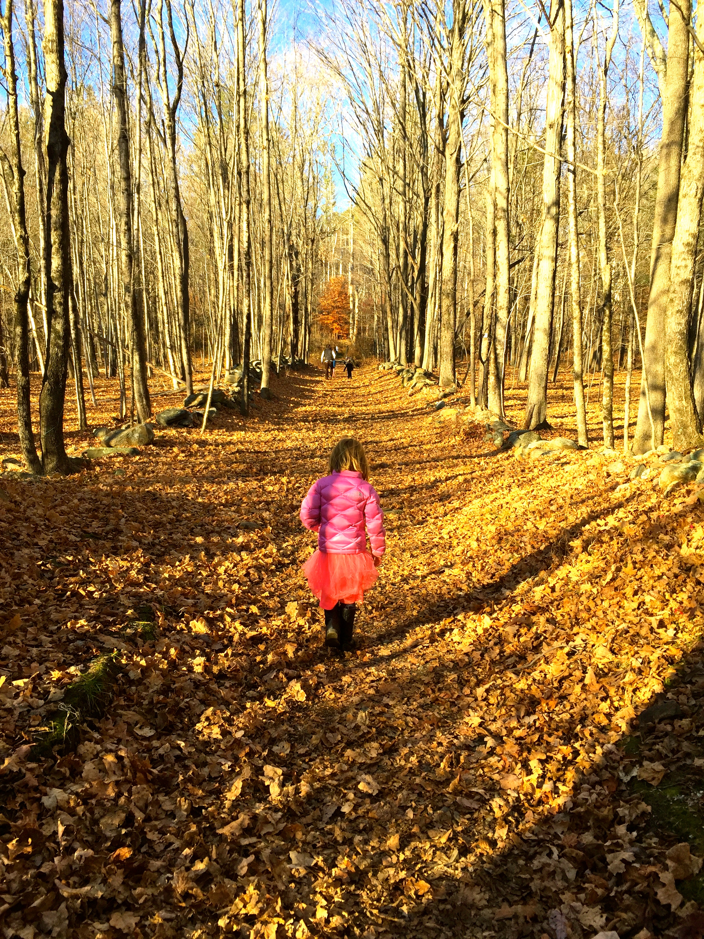 Ward Pound Ridge Reservation: Westchester’s Largest Park