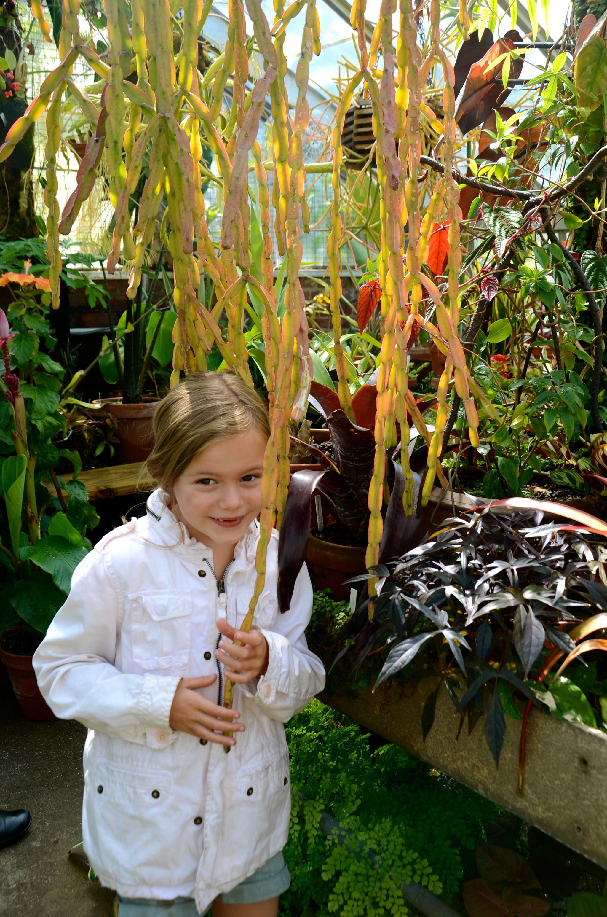 new-york-city-greenhouse-wave-hill-dsc_1572