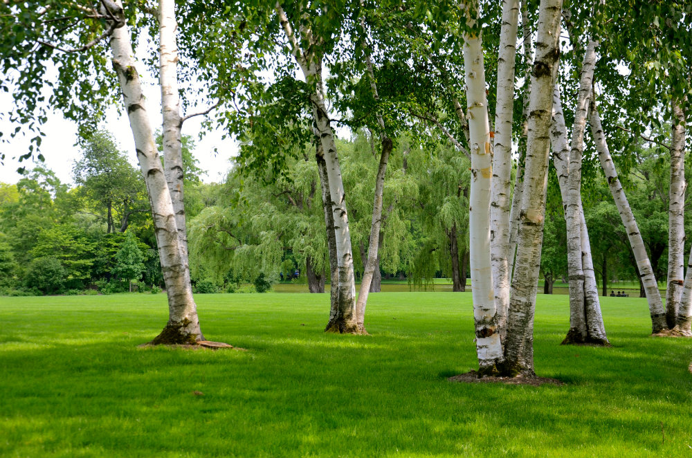 trees-pepsico-sculpture-gardens-