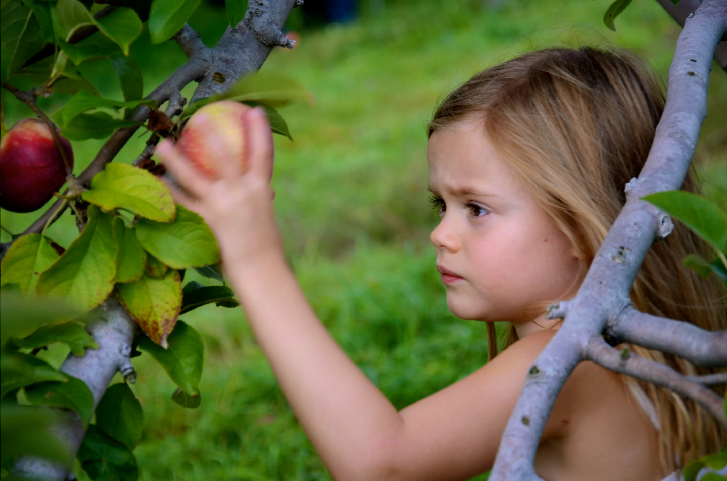 Westchester Fall Guide: Festivals, Halloween Events, Apple Picking and More