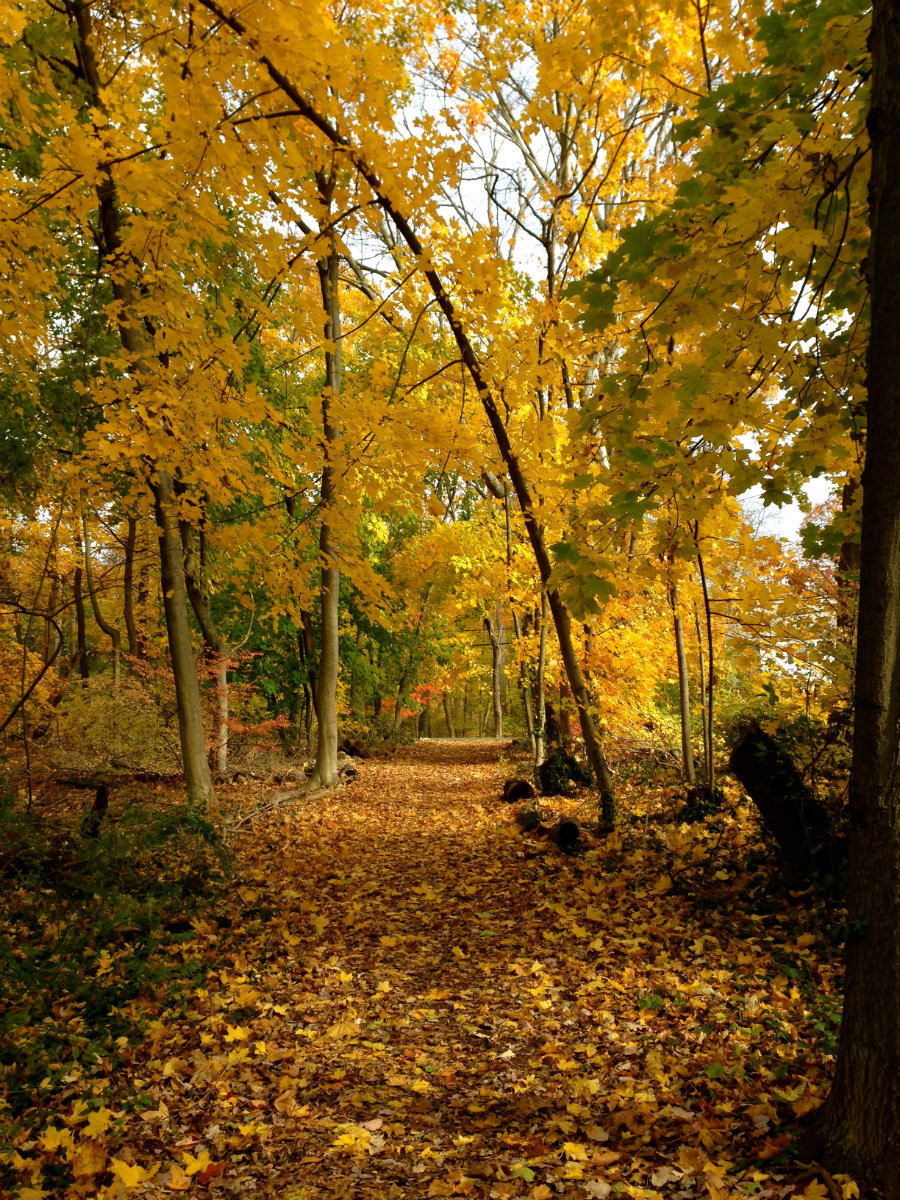 A walk on the Leatherstocking Trail in Larchmont, NY, Life in Larchmont