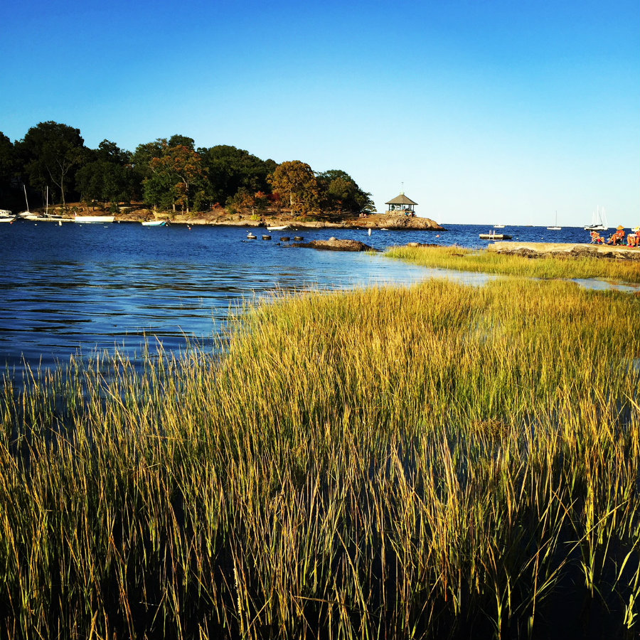 Seagrass and Long Island Sound in Larchmont, NY, Life in Larchmont