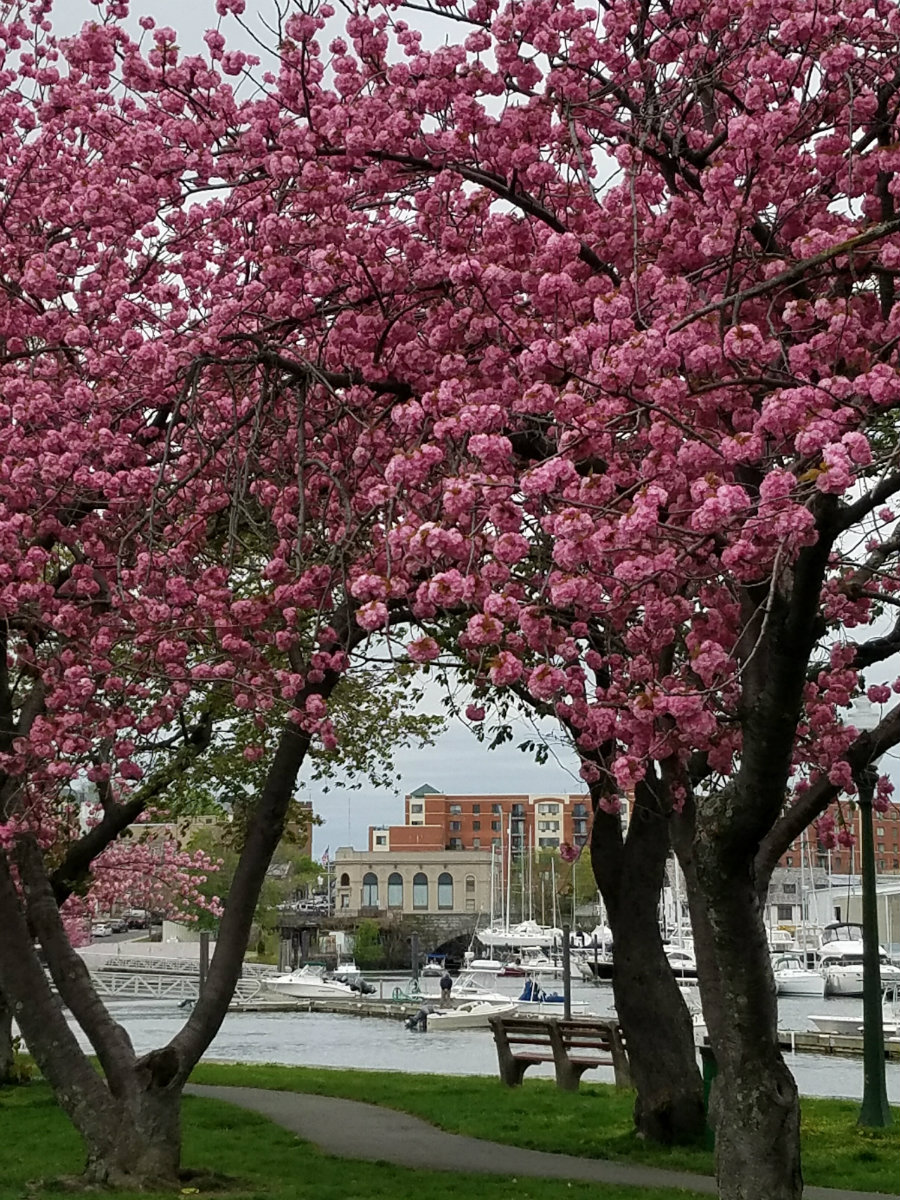 Harbor Island Park in Mamaroneck is a beautiful park on the Long Island Sound