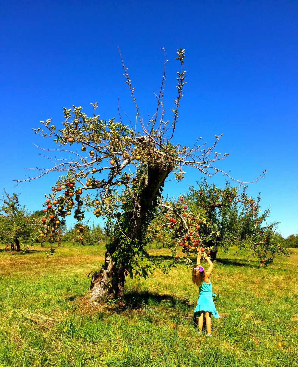 No Frills Apple Picking at Wilkens Fruit and Fir Farm