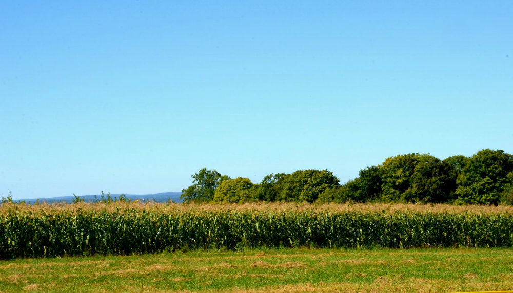 Cornfields at Wilkens farm in Westchester, NY